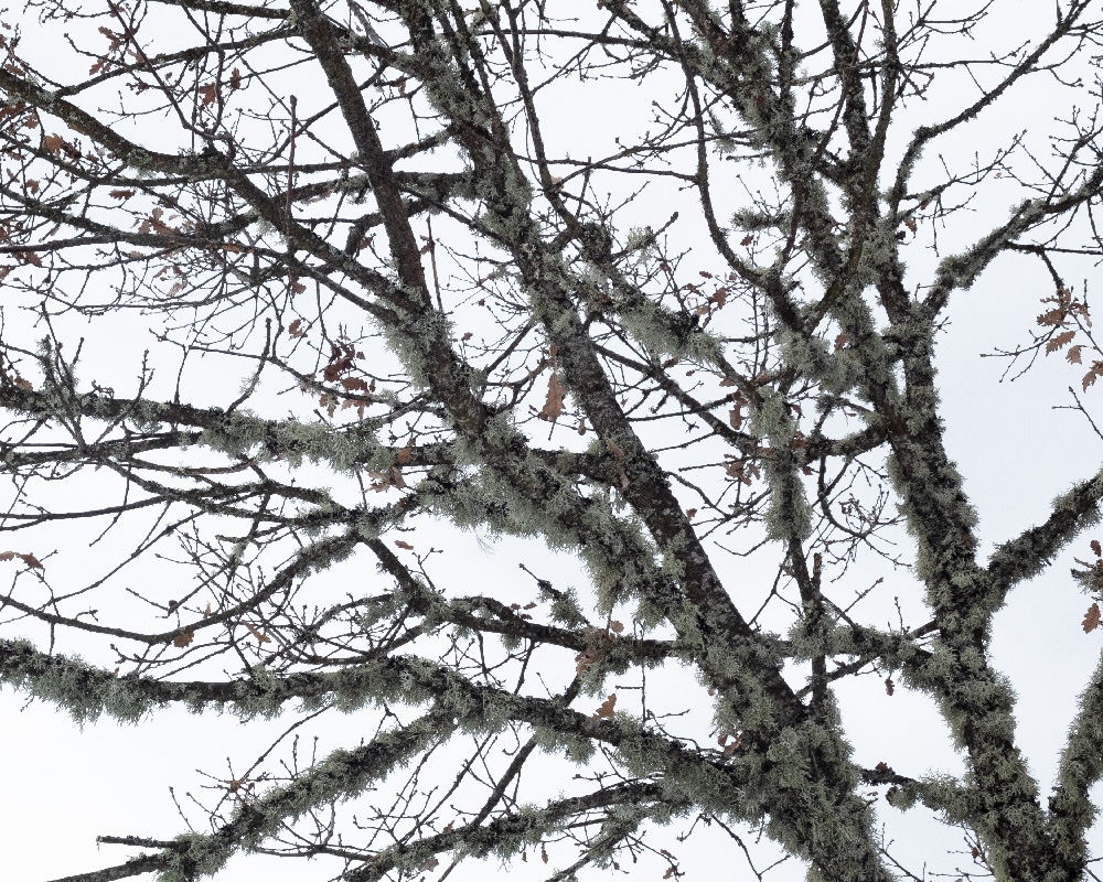 arbre blanc